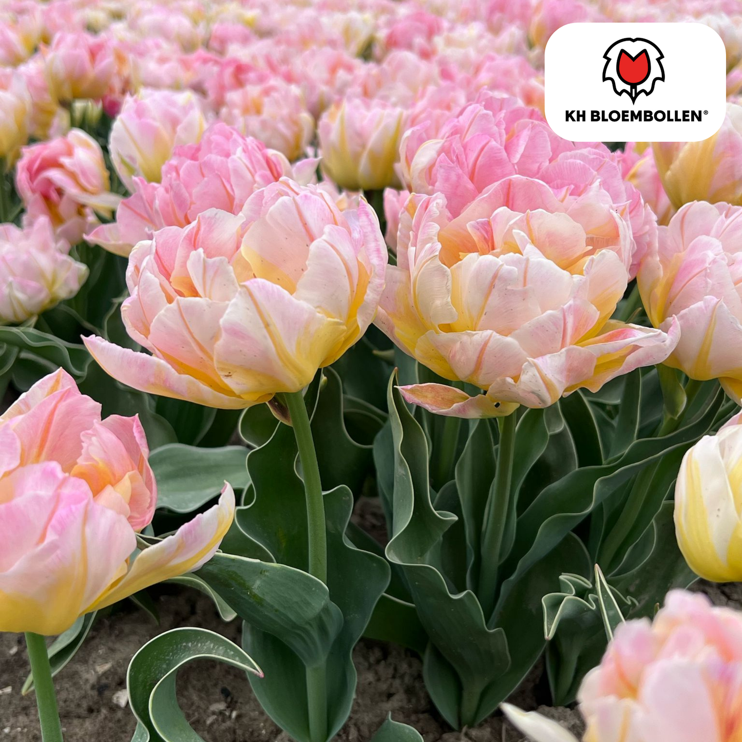 🌷 Tulpenbollen ‘Password’ – Roze Dubbelbloemige Tulp (20 Stuks)