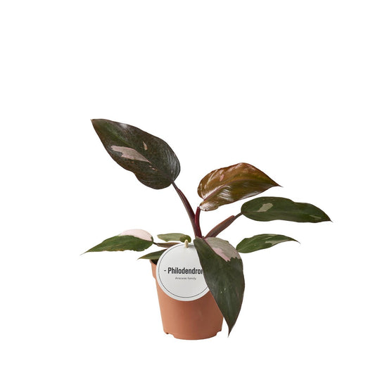 🌿 Philodendron Burgundy Princess | Bijzondere Kamerplant