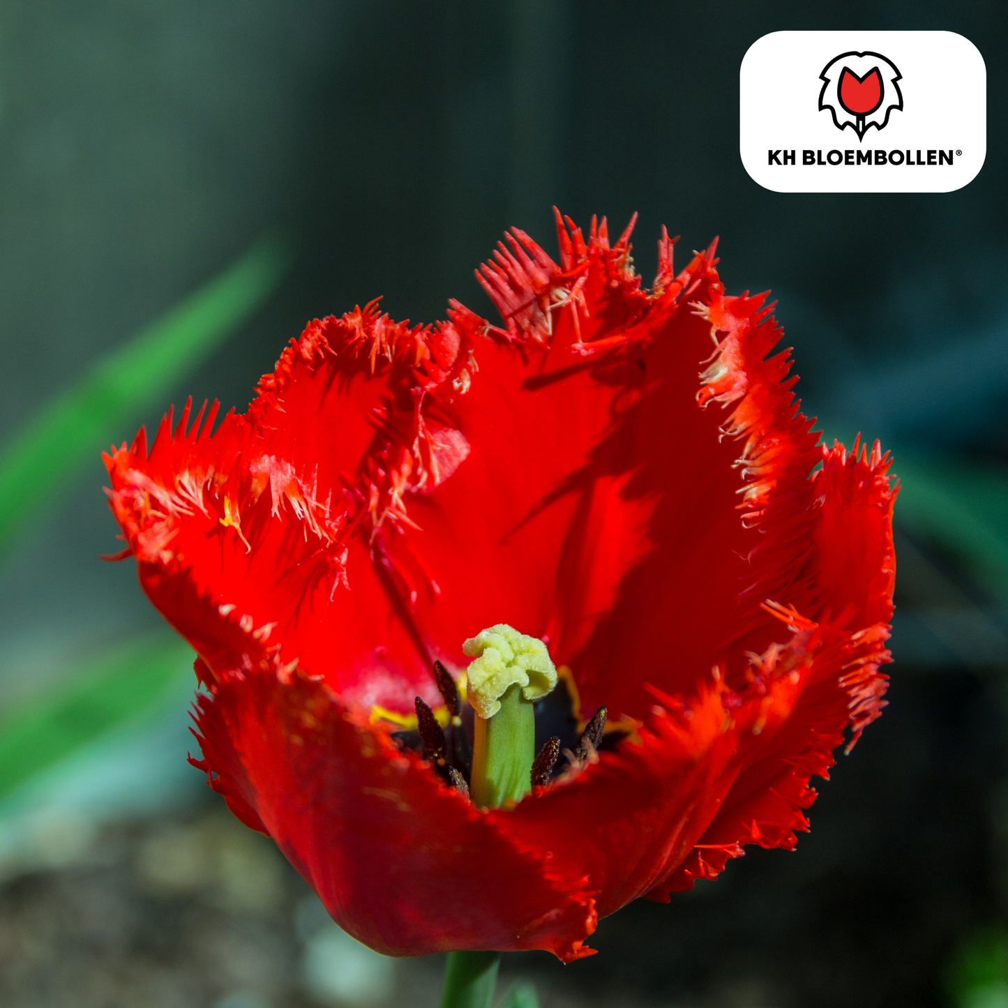 🌷 Tulpenbollen ‘Masterpeace’ – Rode Tulp met Kartelrand (20 Stuks)