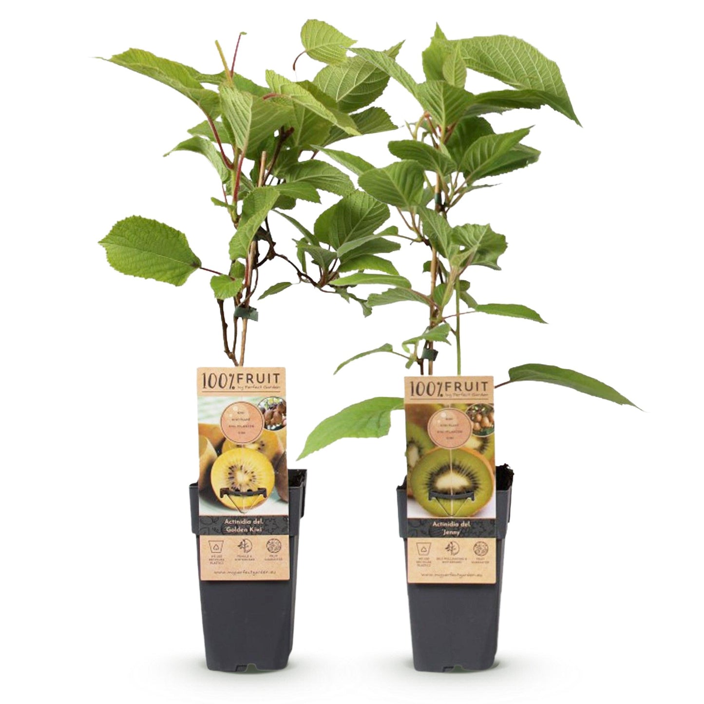 🥝 Actinidia deliciosa ‘Jenny’ & Golden Kiwi – Kiwi Planten (2 Stuks)