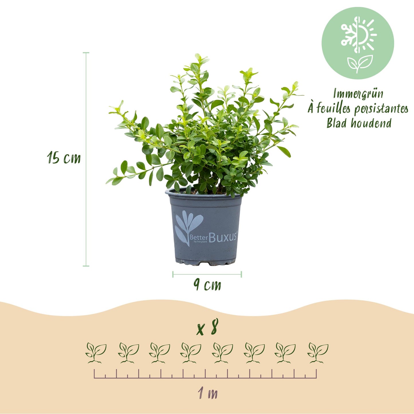 🌿 Buxus 'BetterBuxus Babylon Beauty' – Buxus Haag (16 stuks)