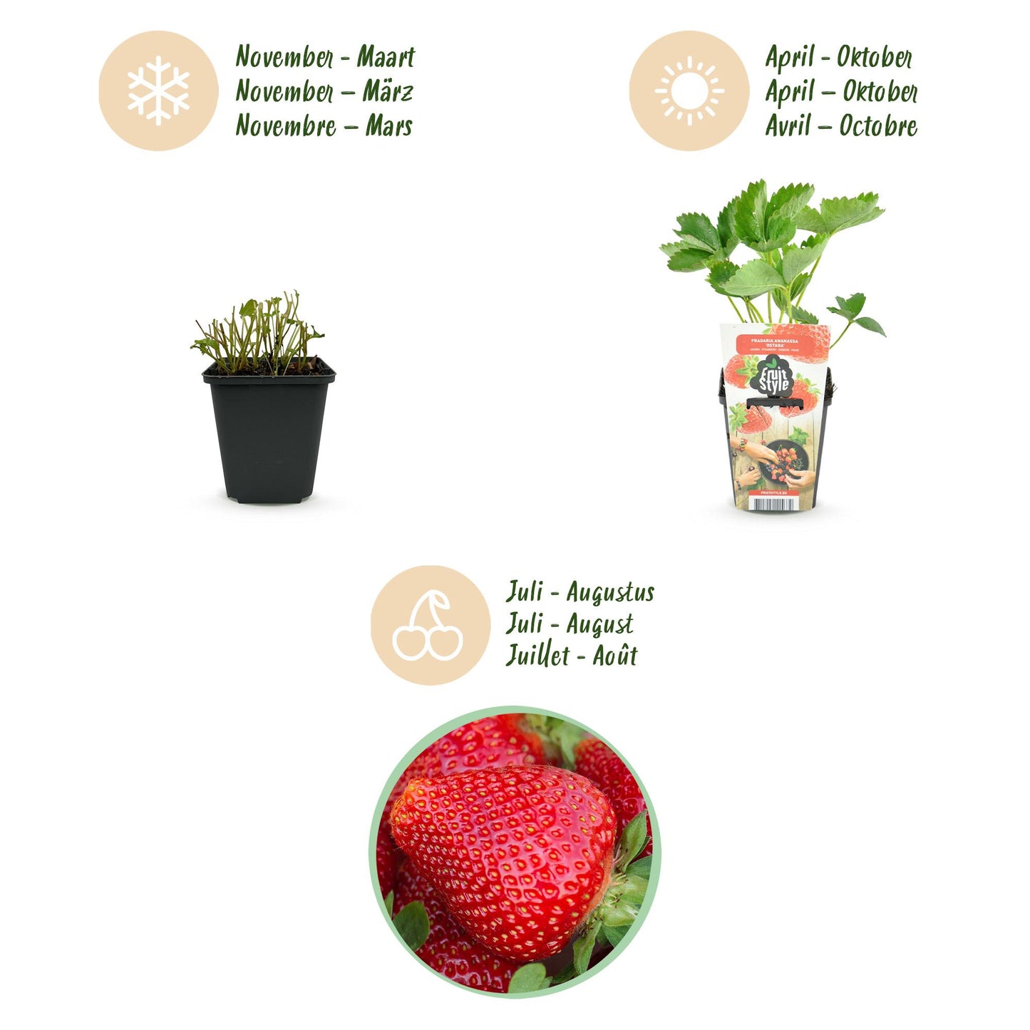 🍓 Aardbeiplant ‘Fragaria Maxim’ – Grote Rode Aardbeien | (3 stuks)