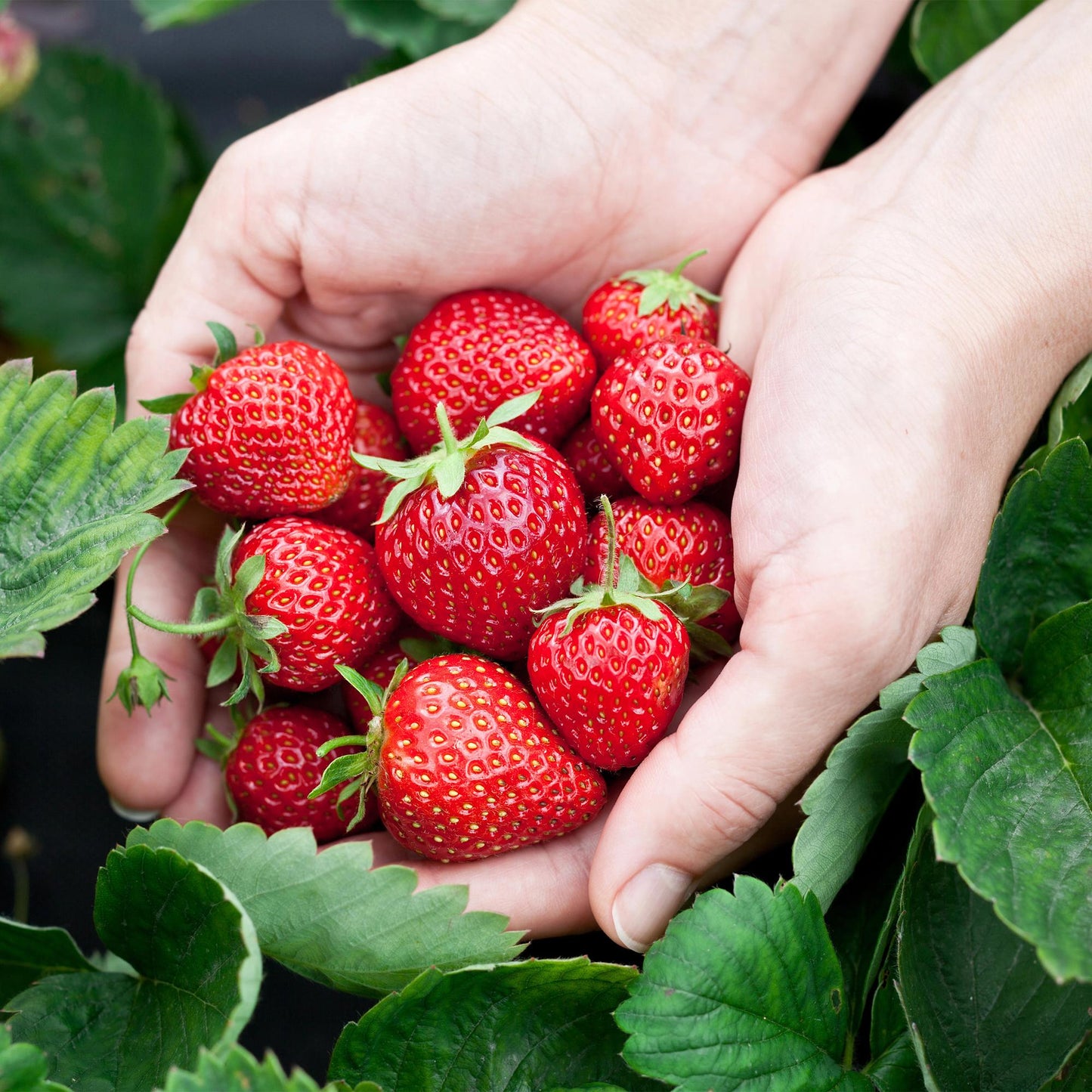 🍓 Fragaria ‘Elsanta’ – Aardbeiplant | (6 stuks)