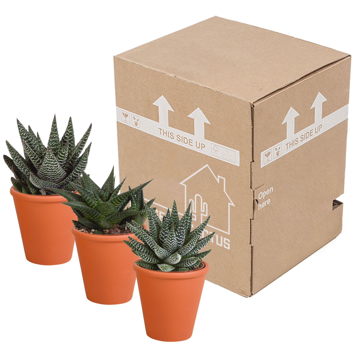 🌵 Gasteria & Haworthia Mix – Terracotta pot (3 stuks)