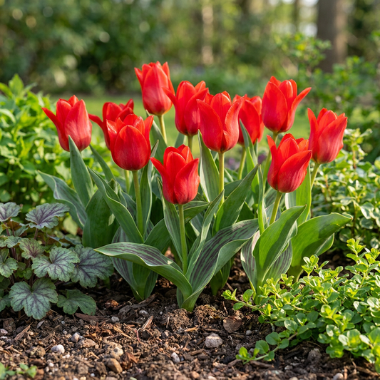 🌷 Tulipa Greigii Red – Rode Greigii-tulp (30 stuks)