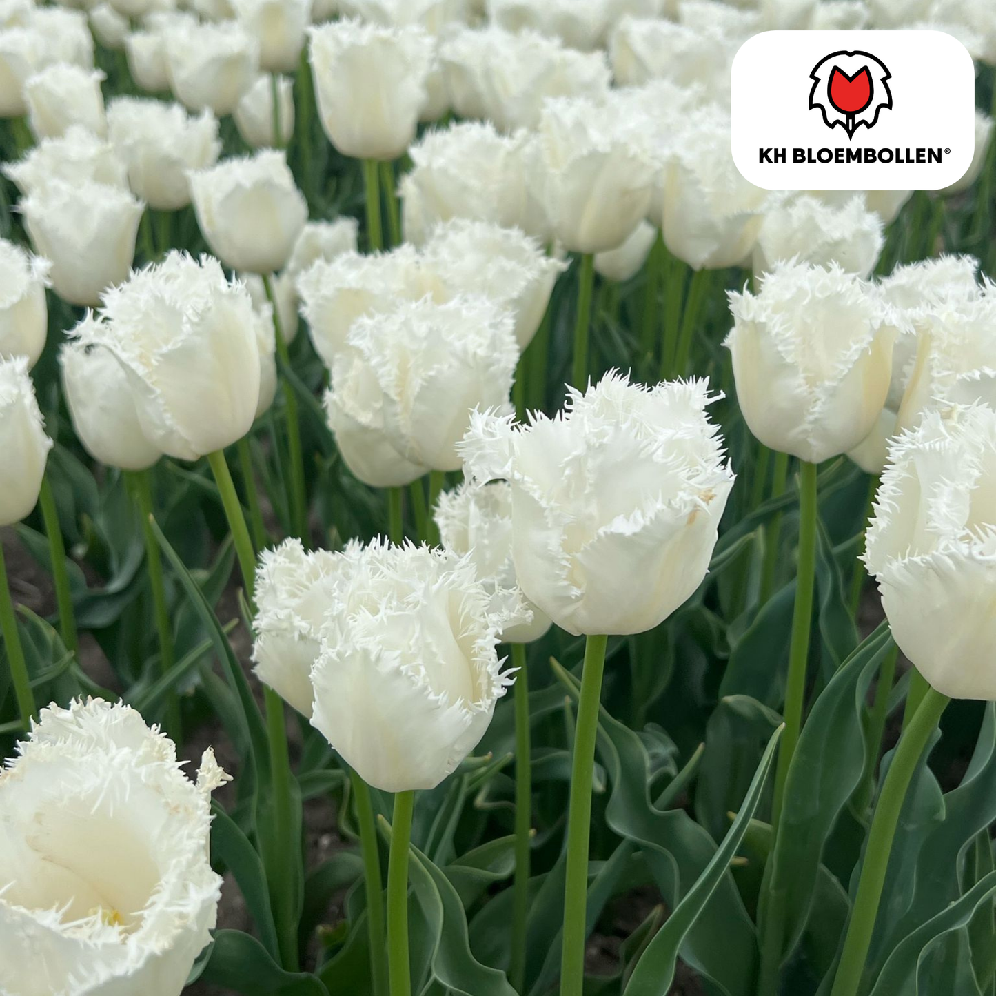🌷 Tulpenbollen ‘Honeymoon’ – Witte Tulp met Kartelrand (20 Stuks)