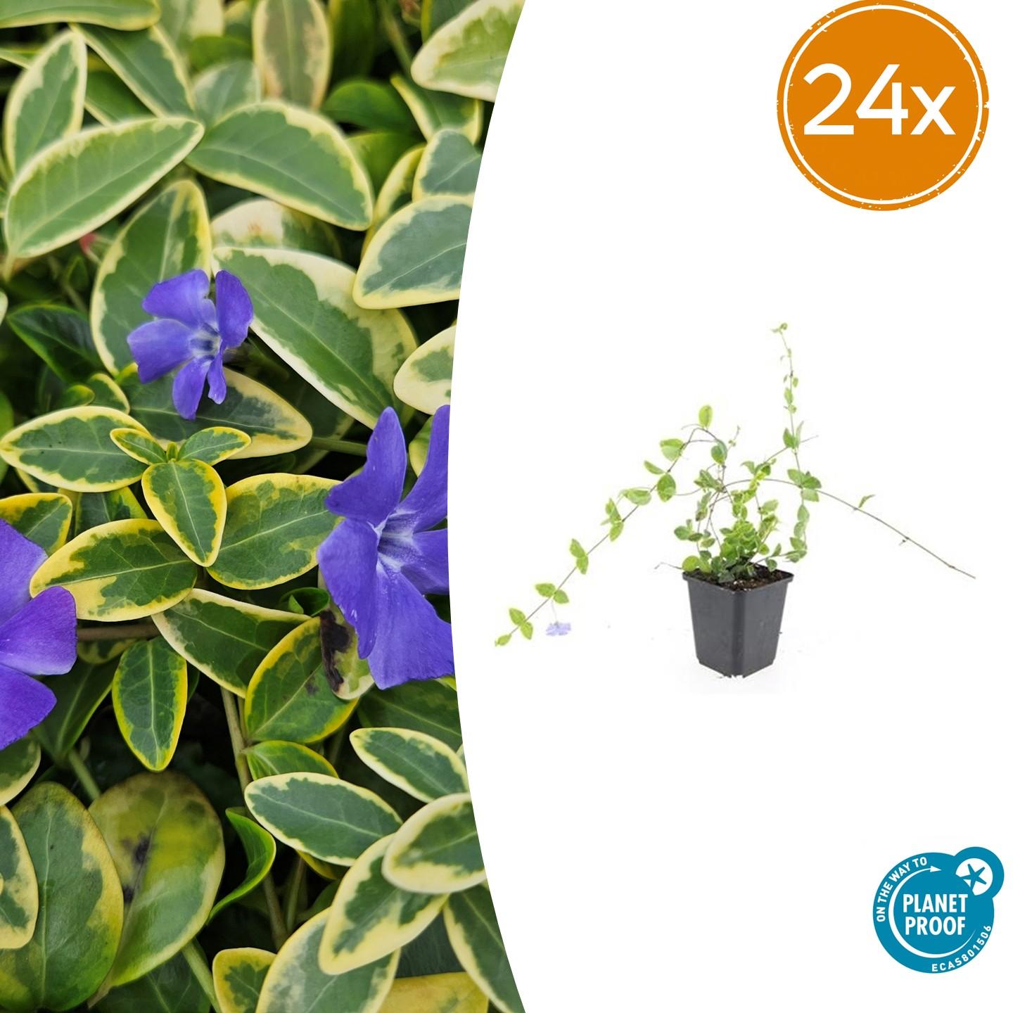 🌿 Vinca minor ‘Blue and Gold’ – Winterharde Bonte Bodembedekker (24 stuks)