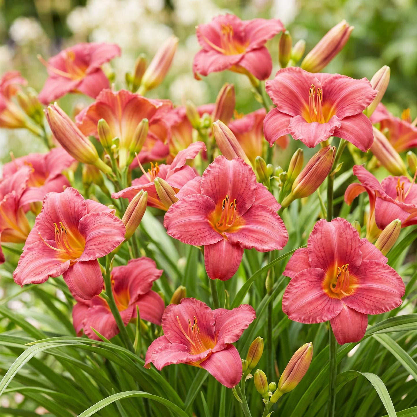🌿 Hemerocallis 'Summer Wine' – Paarse Daglelie | 3 stuks
