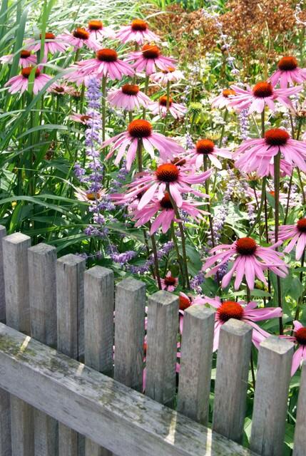 🌸 Echinacea purpurea ‘Magnus’ – Zonnehoed (6 Stuks)