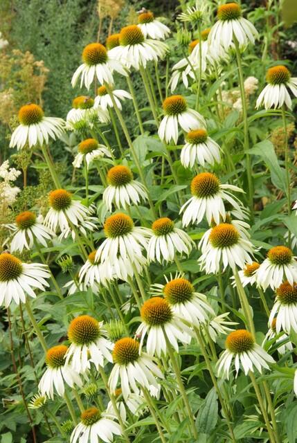 🌸 Echinacea purpurea ‘White Swan’ – Zonnehoed (6 Stuks)