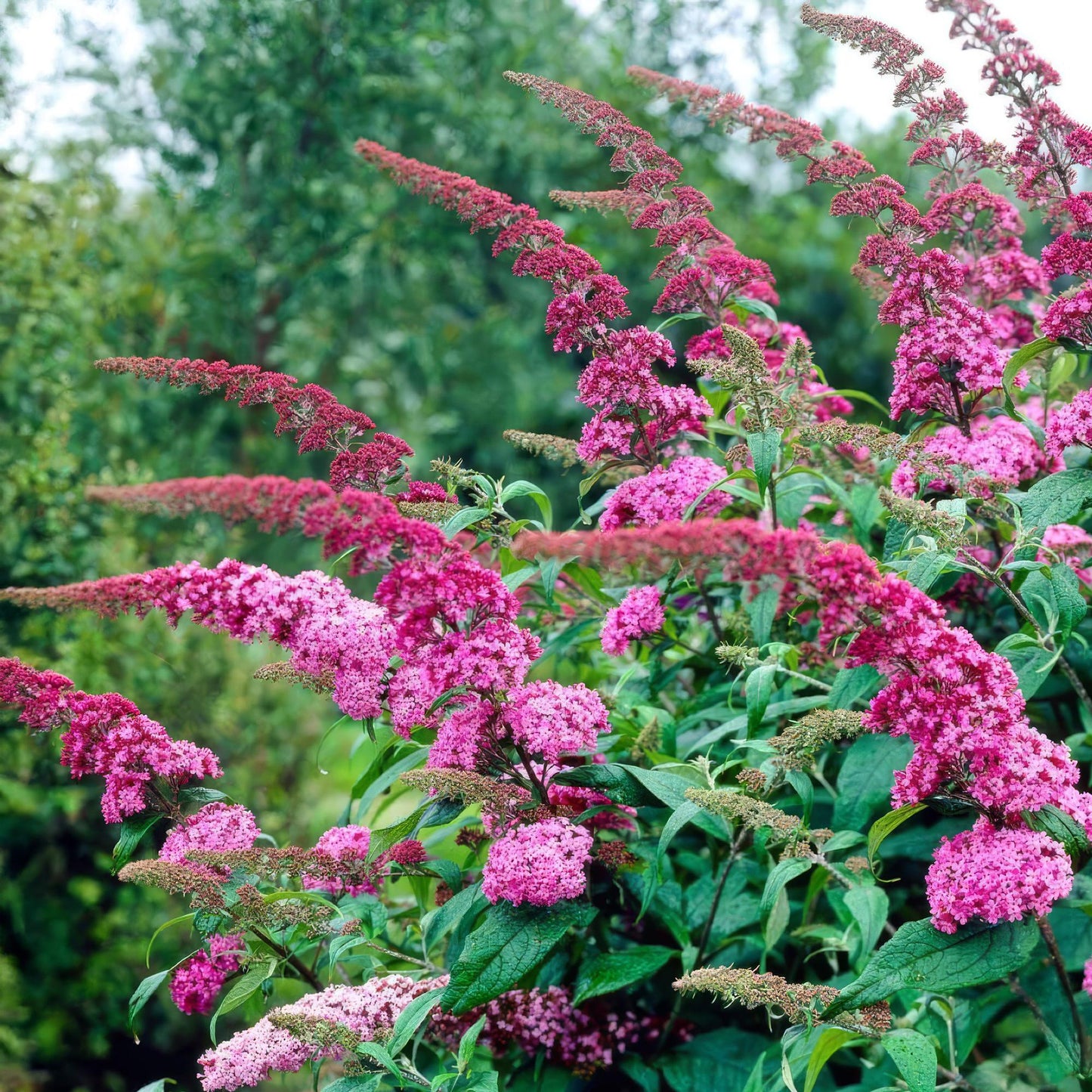 🦋 Buddleja davidii ‘Pink Delight’ – Roze Vlinderstruik | (3 stuks)