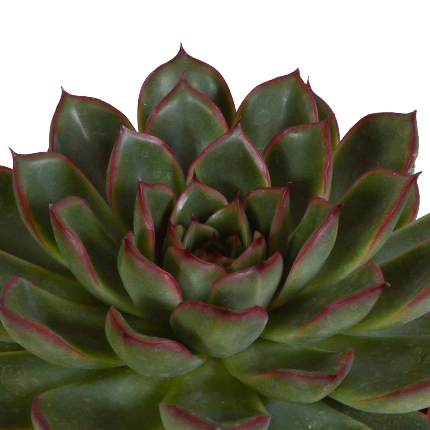 🌵 Echeveria Mix – Terracotta pot (3 stuks)