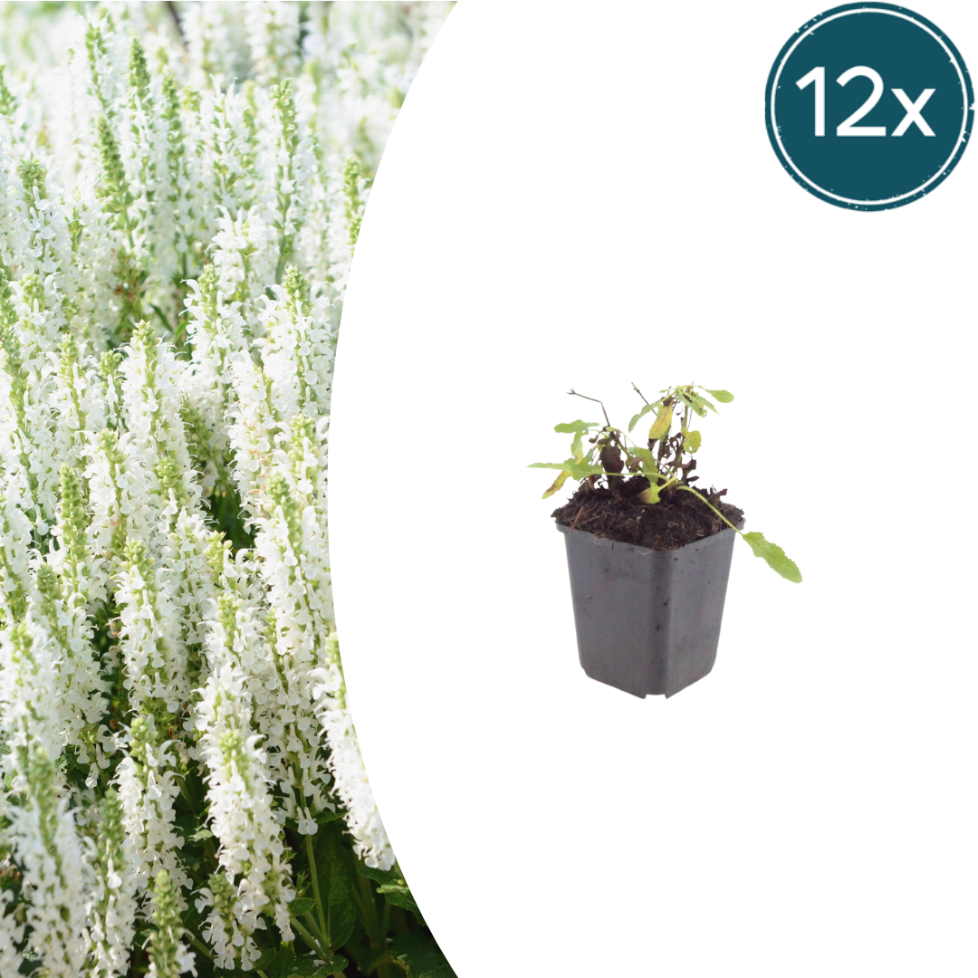 🤍 Salvia nemorosa ‘Schneehügel’ – Witte Salie | (12 stuks)