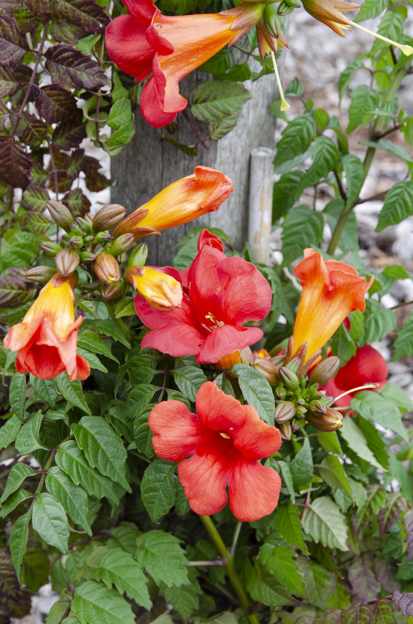 🌺 Campsis ‘Summer Jazz Fire Trumpet’ – Trompetbloem (2 Stuks)