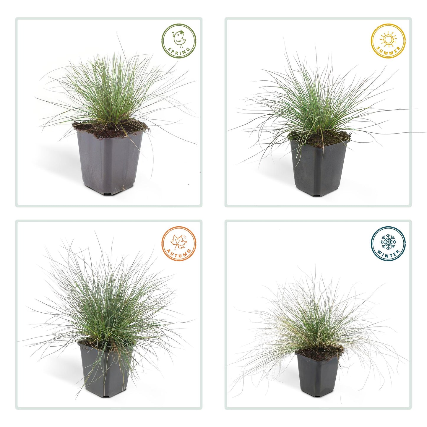 🌾 Festuca glauca ‘Elijah Blue’ | Blauw Siergras (48 Stuks)