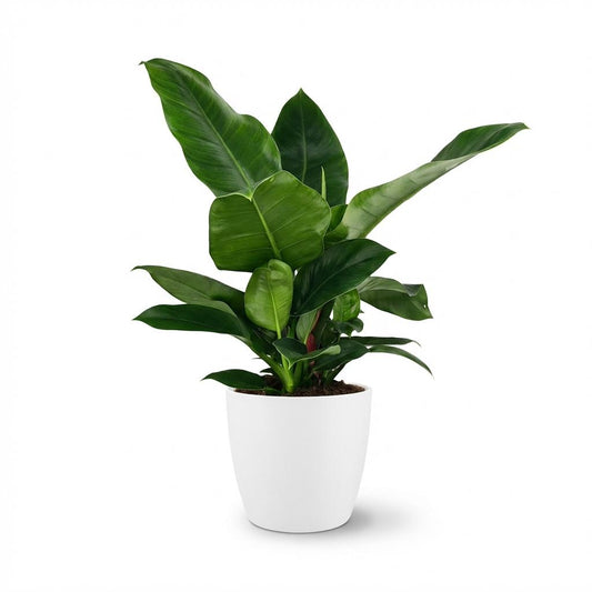 🌿 Philodendron ‘Imperial Green’ | Klassieke Blikvanger met Witte Pot