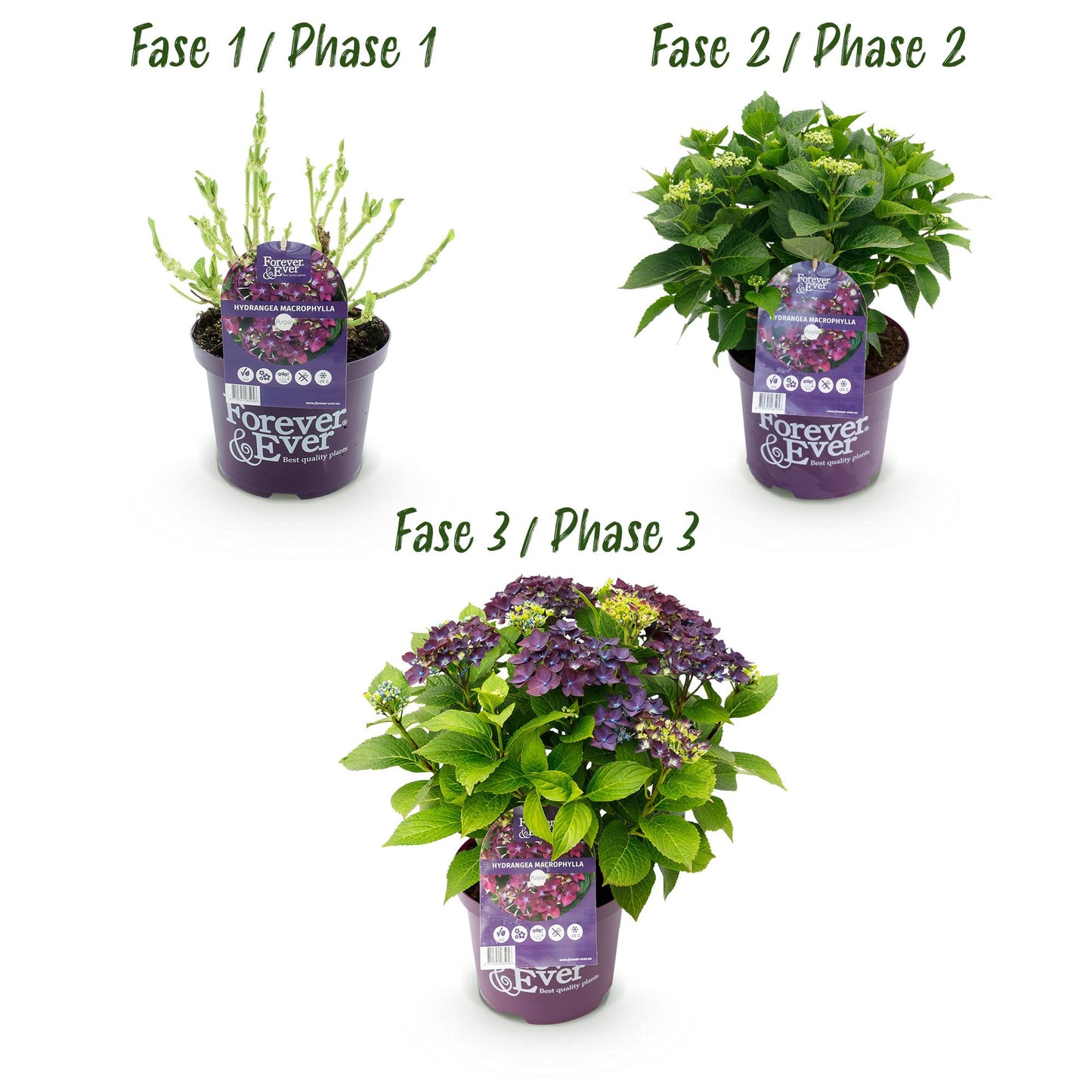 🌸 Hydrangea Forever & Ever Paars – Hortensia | 2 Planten