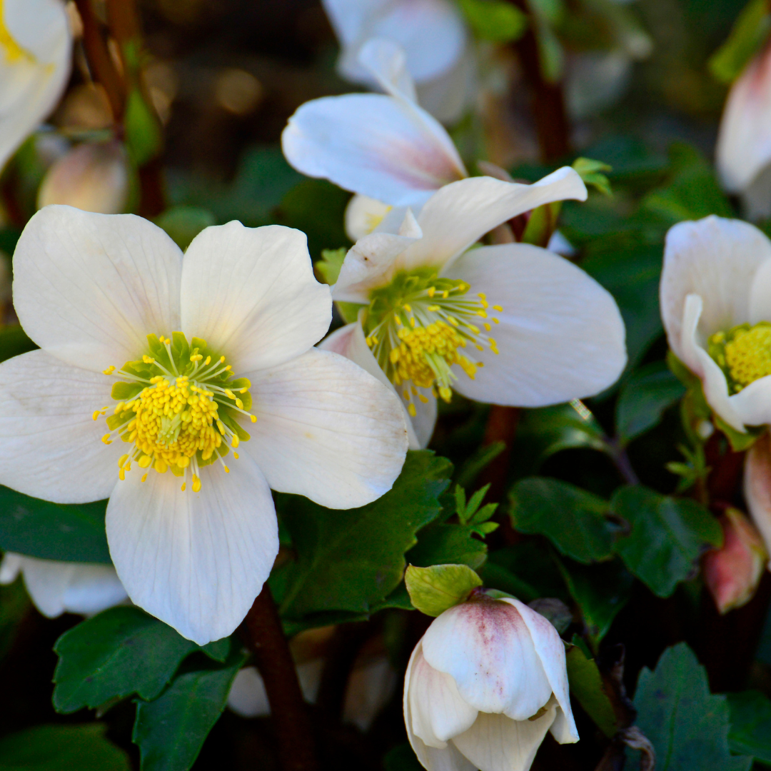 ❄️ Helleborus niger ‘Christmas Carol’ | Witte Kerstroos – Winterbloei | (6 stuks)