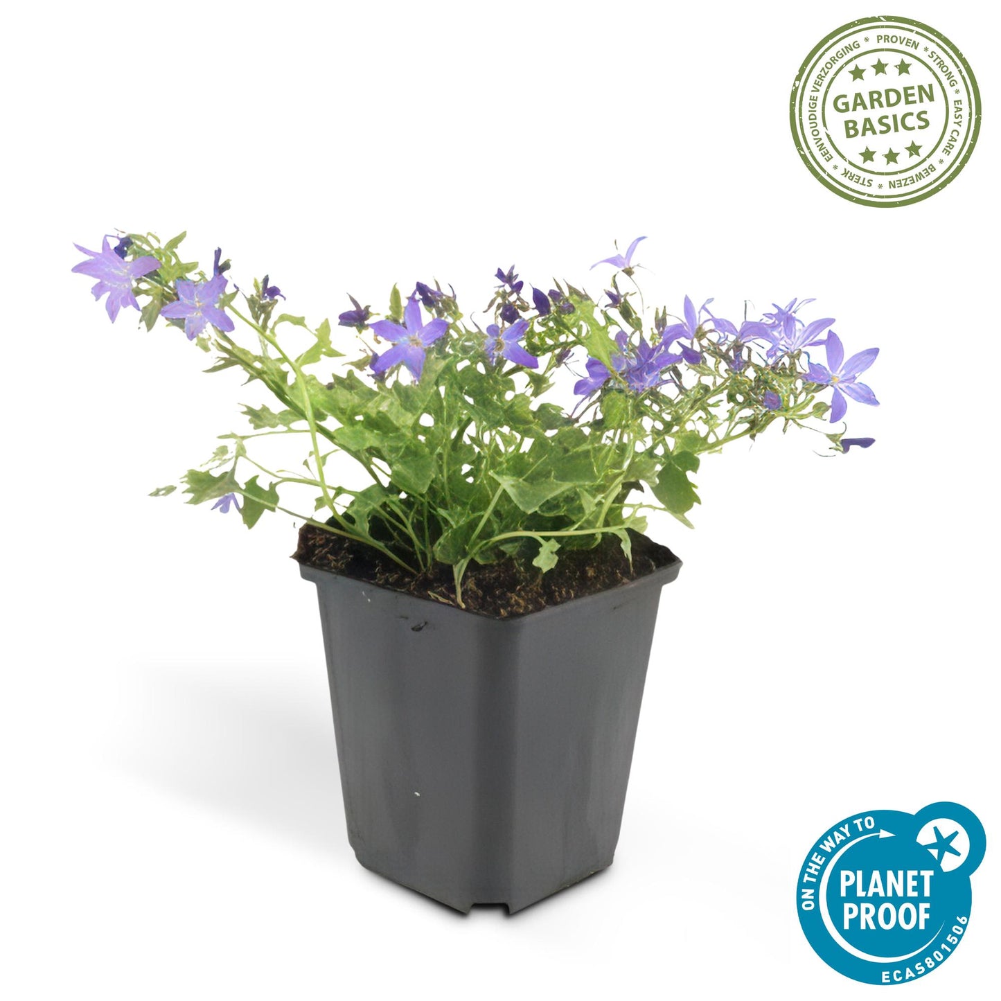 🌸 Campanula ‘Stella’ – Winterharde Bloeiende Bodembedekker (24 stuks)