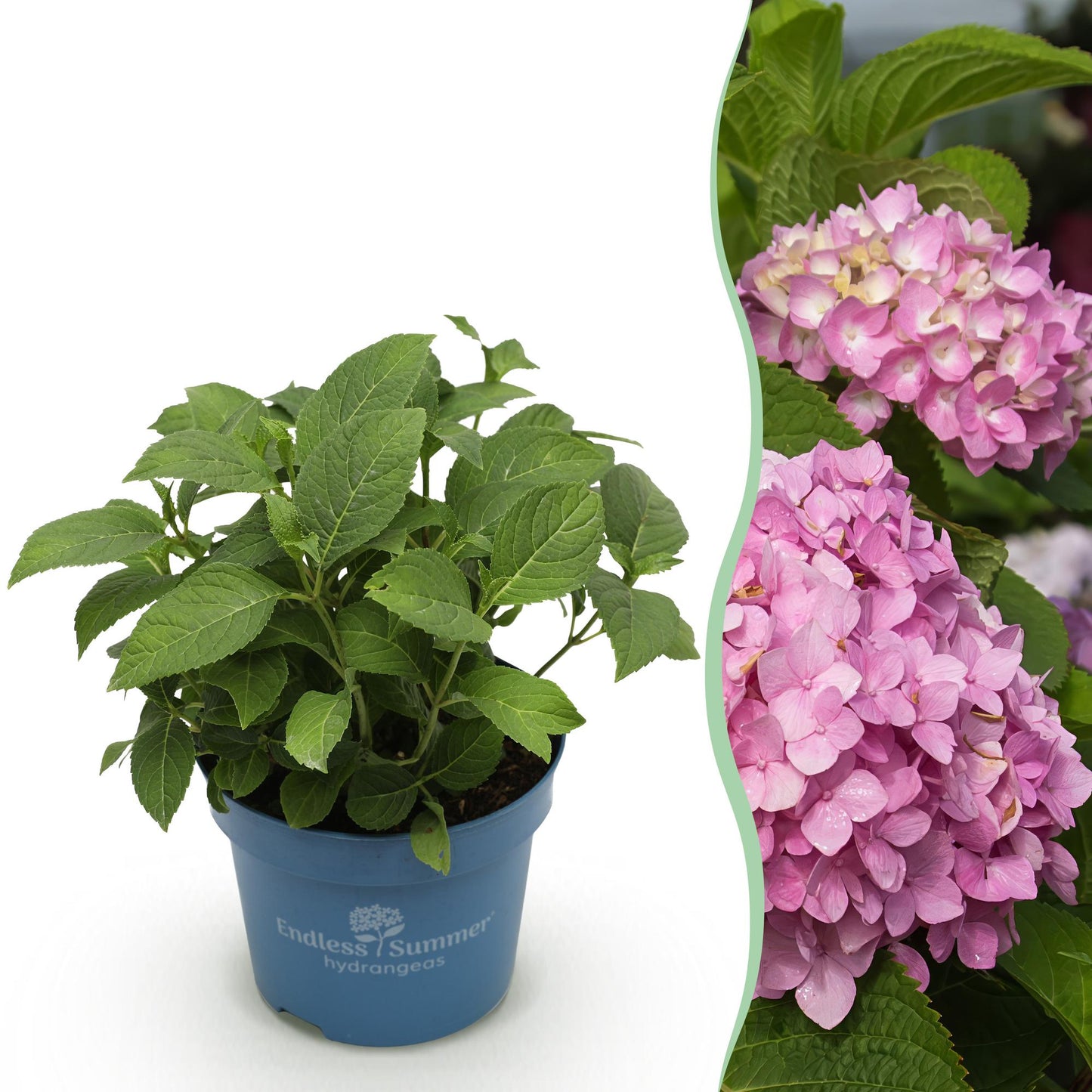 🌸 Hydrangea The Original Pink | Winterharde Hortensia