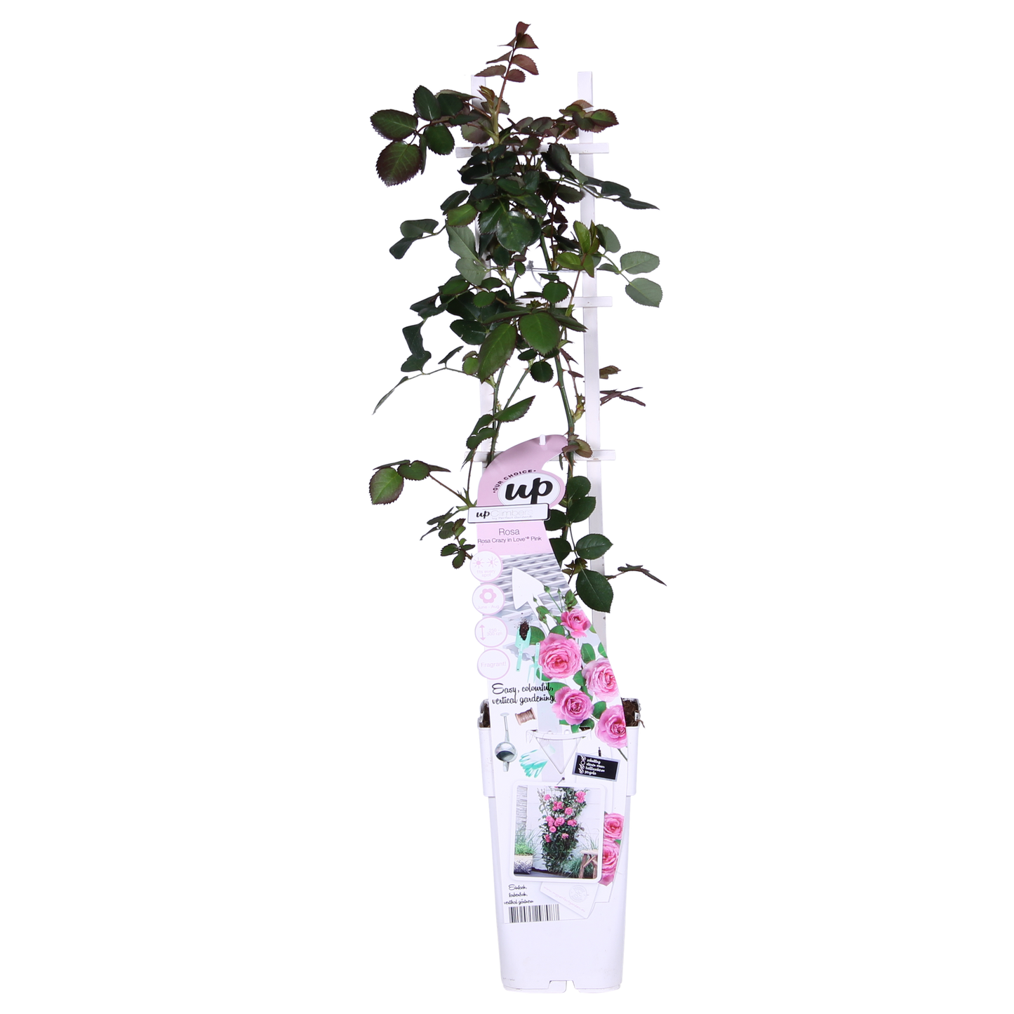 🌸 Rosa Crazy in Love ‘Pink’ – Roze Klimroos