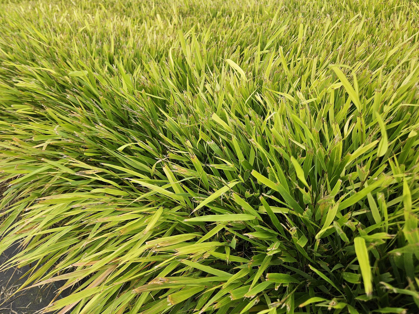 🌾 Hakonechloa macra | Japans Berggras (6 Stuks)