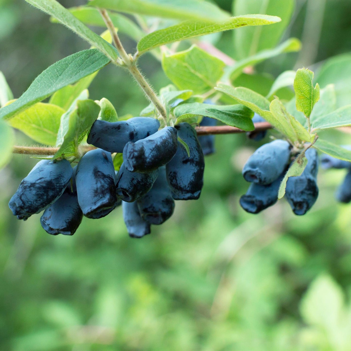🍇 Lonicera caerulea ‘Kamchatika’ – Honingbes (2 Stuks)