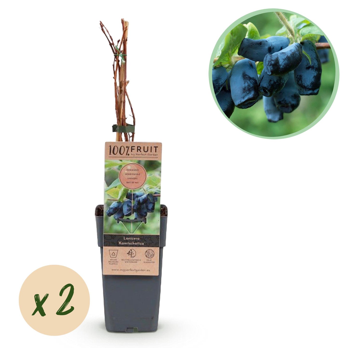🍇 Lonicera caerulea ‘Kamchatika’ – Honingbes (2 Stuks)