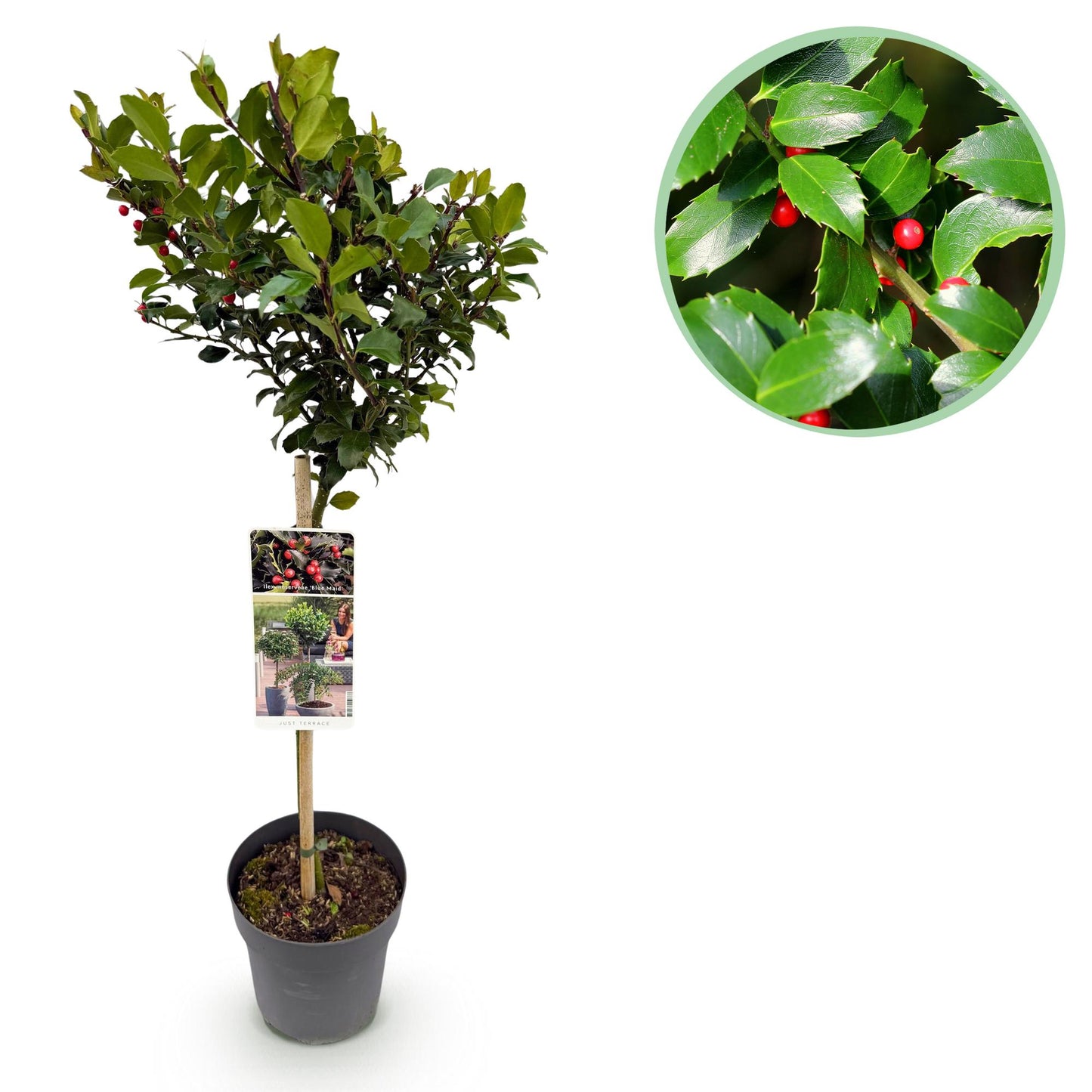 🌳 Ilex meserveae 'Blue Maid' op Stam