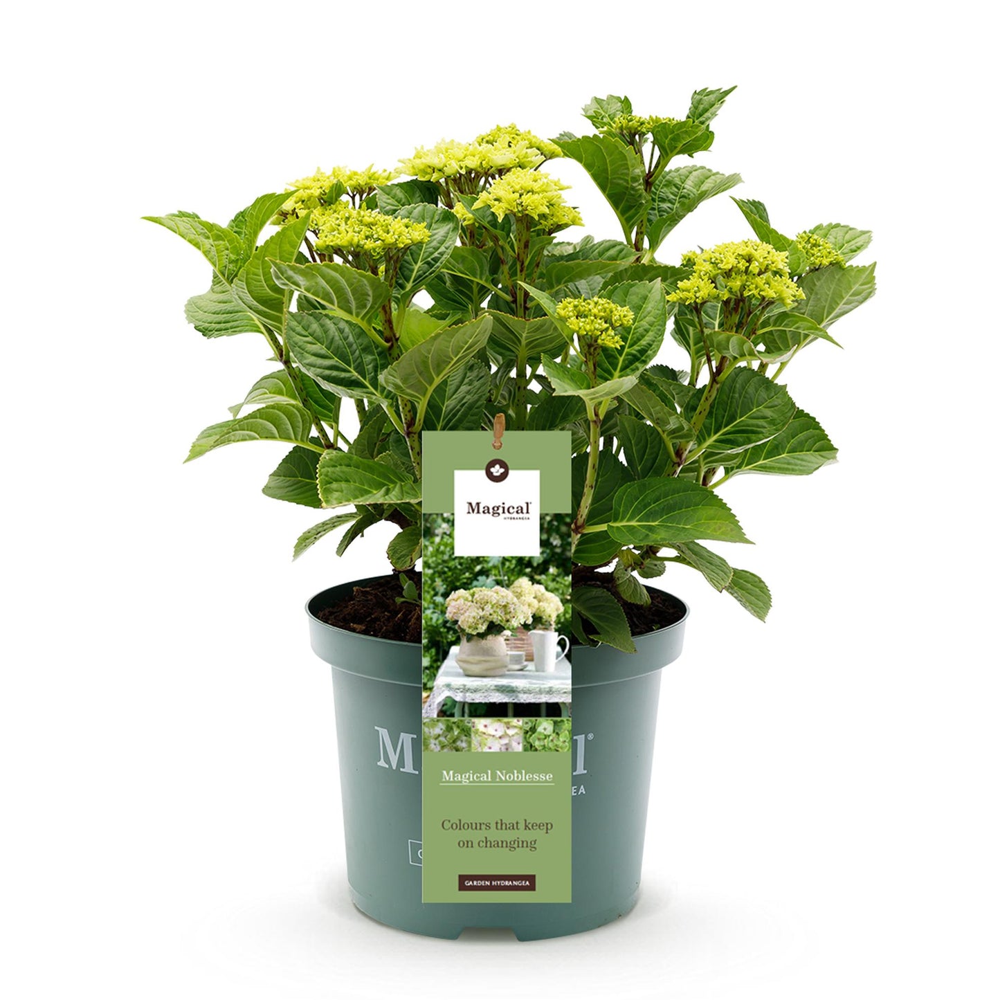 🤍 Hydrangea ‘Magical Noblesse’ – Witte Hortensia