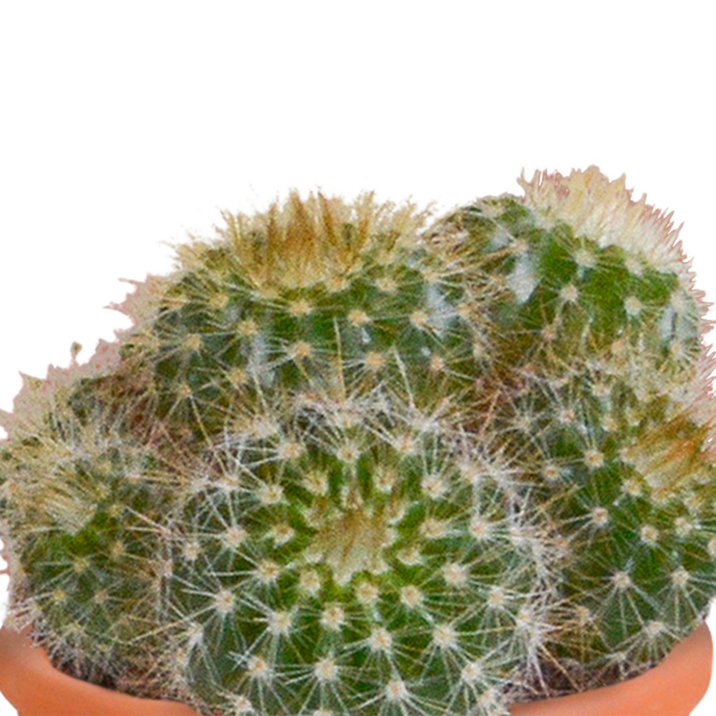 🌵 Cactus & Vetplanten Mix  In terracotta pot – (15 stuks)