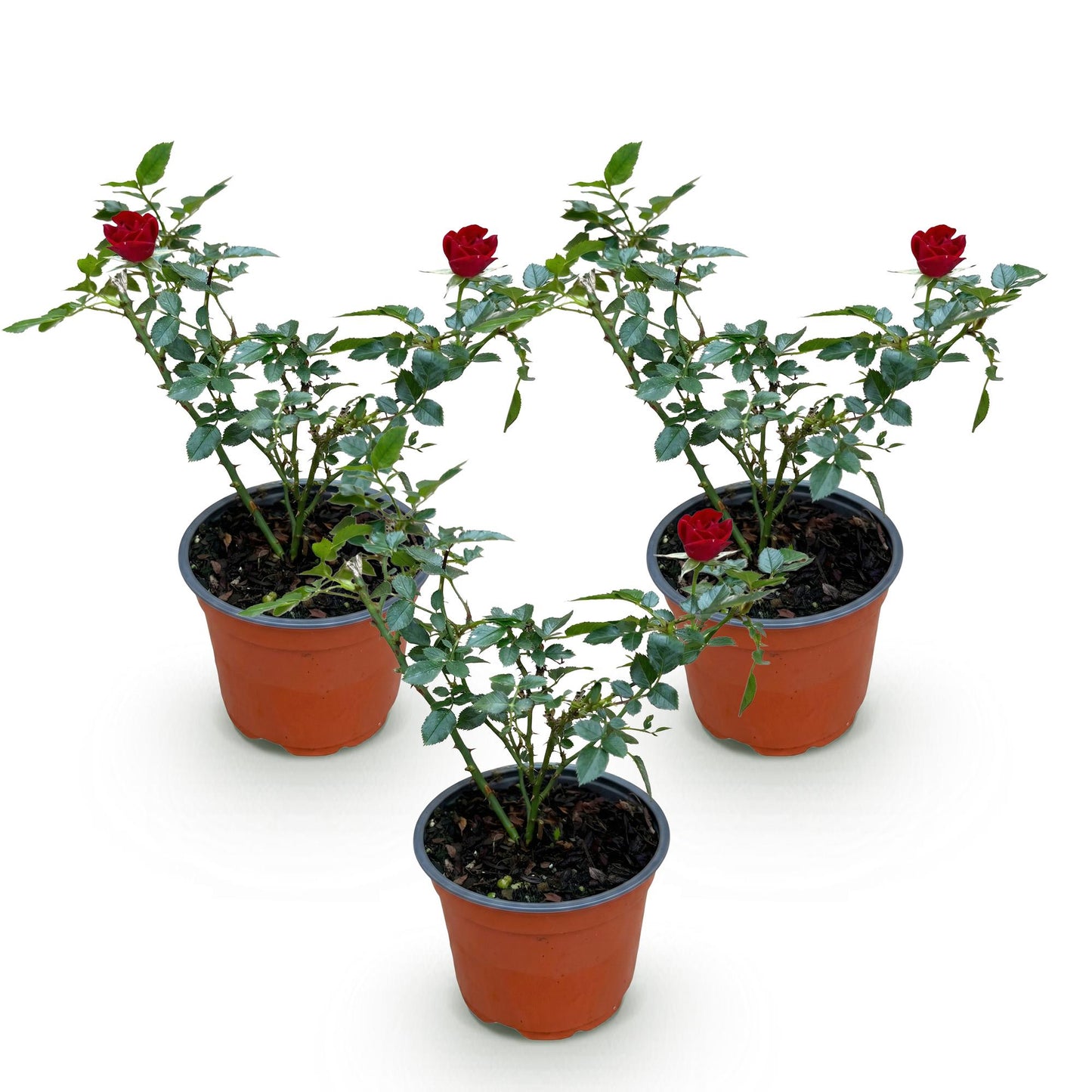 🌹 Rosa 'Rote The Fairy' | Compacte Rode Rozen voor Tuin & Balkon (3 stuks)