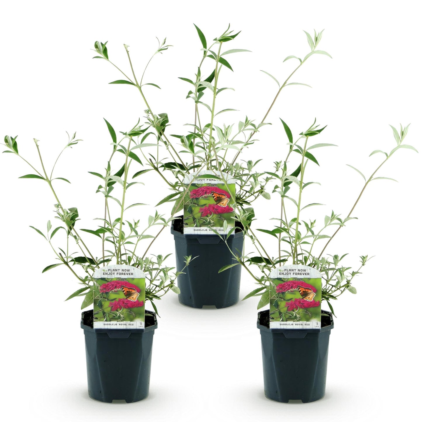 🦋 Buddleja davidii ‘Royal Red’ – Rode Vlinderstruik | (3 stuks)