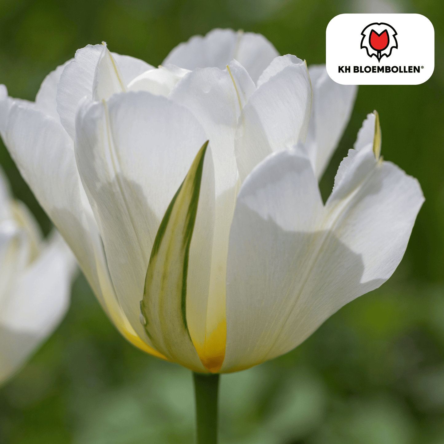 🌷 Tulpenbollen ‘White Valley’ – Witte Tulp (20 Stuks)