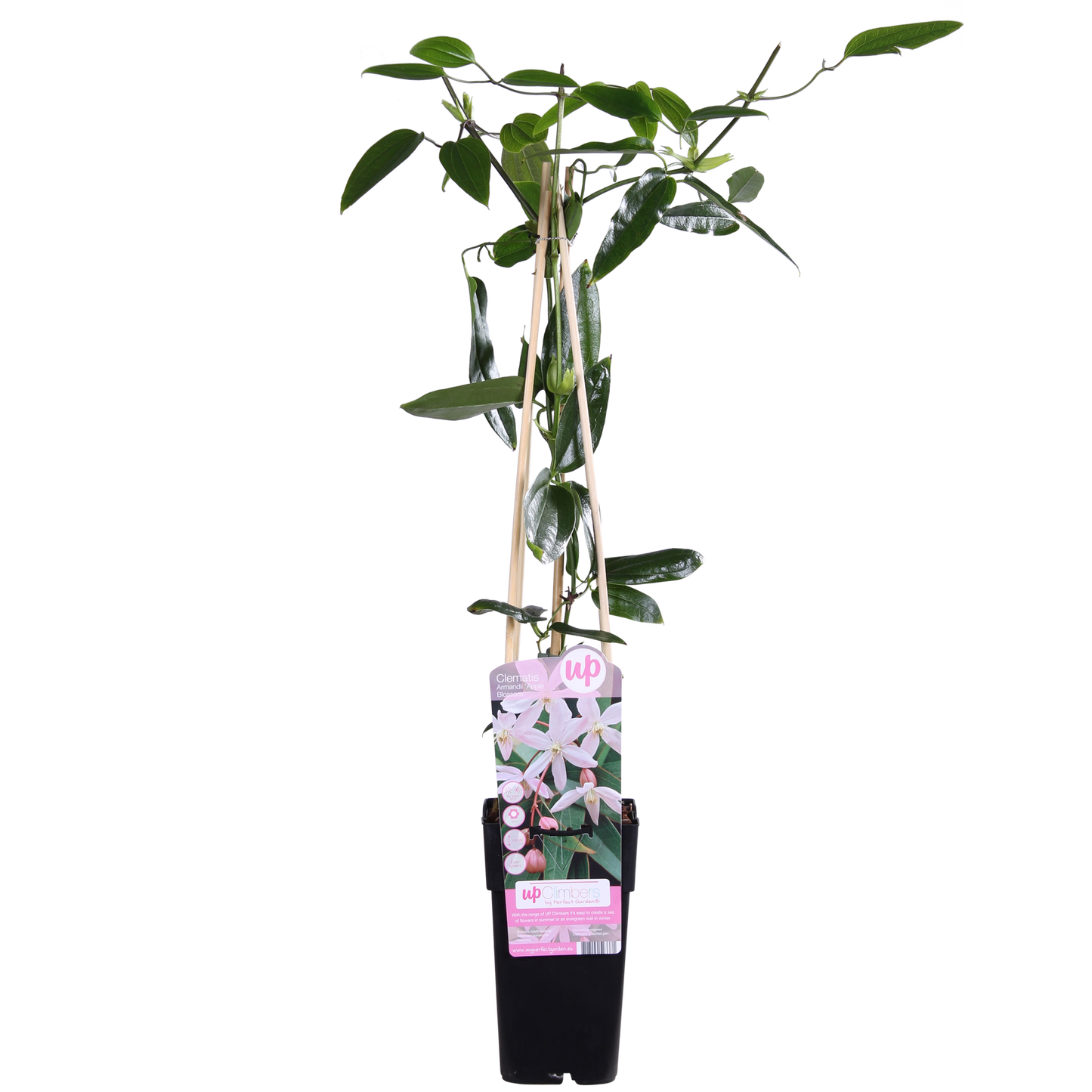 🌸 Clematis armandii ‘Apple Blossom’ – Groenblijvende Klimplant