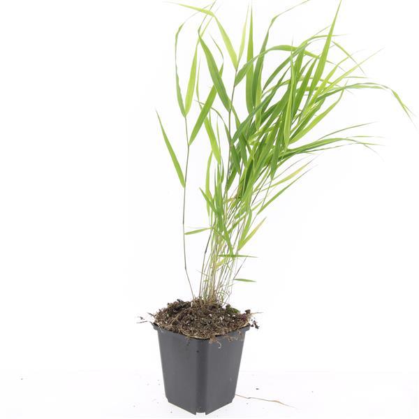 🌾 Hakonechloa macra | Japans Siergras (48 Stuks)