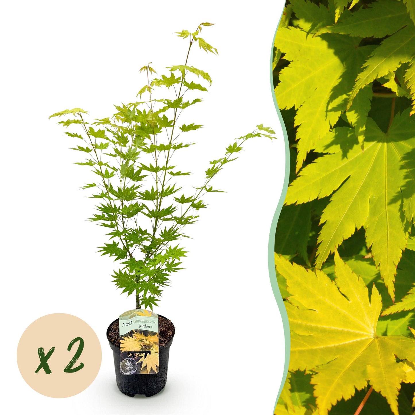 🍁 Acer palmatum ‘Jordan’ – Gele Japanse Esdoorn | (2 stuks)