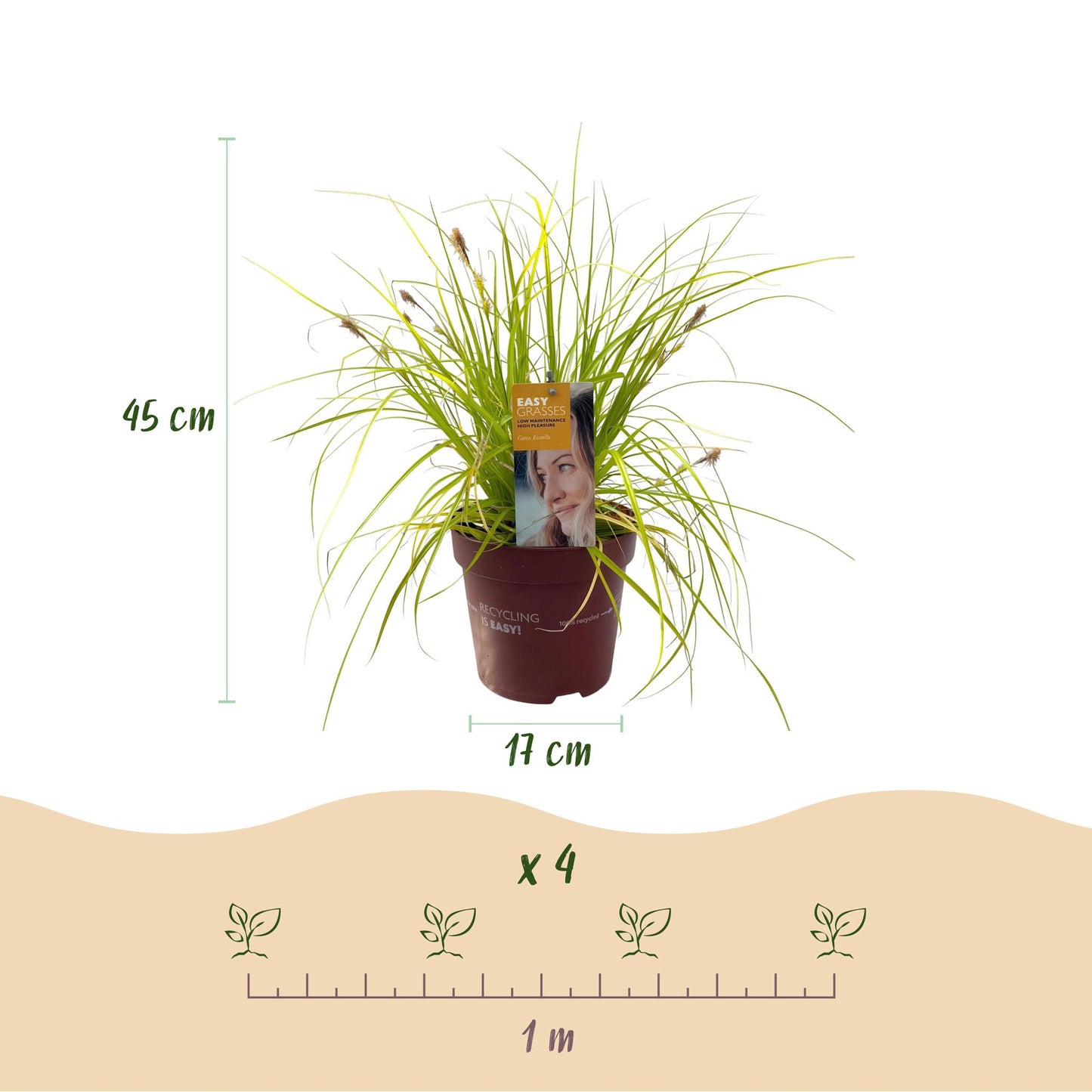 🌾 Carex oshimensis ‘Everillo’ – Geel Siergras | (4 stuks)