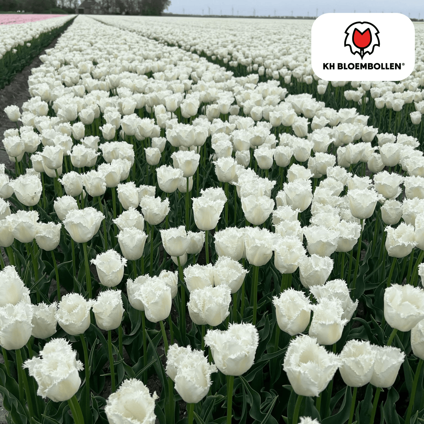 🌷 Tulpenbollen ‘Honeymoon’ – Witte Tulp met Kartelrand (20 Stuks)