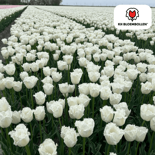 🌷 Tulpenbollen ‘Honeymoon’ – Witte Tulp met Kartelrand (20 Stuks)