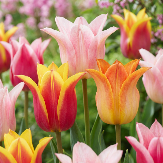 🌷 Tulipa Ballade mix – Lelievormige tulp Ballade mix (96 stuks)