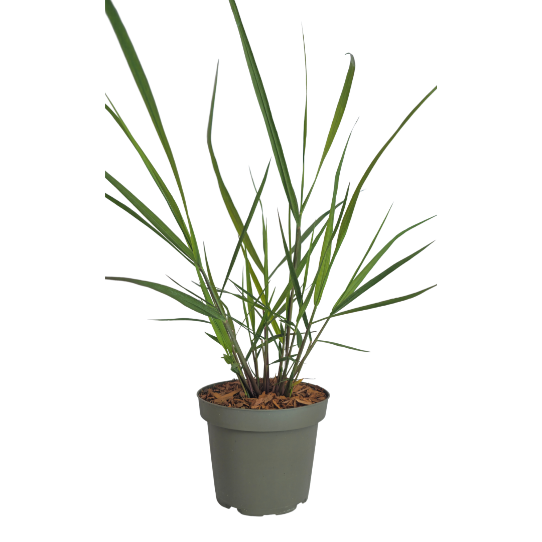 🌾 Panicum virgatum 'Rotstrahlbusch' – Vingergras | 3 stuks