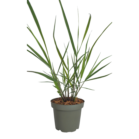 🌾 Panicum virgatum 'Rotstrahlbusch' – Vingergras | 3 stuks
