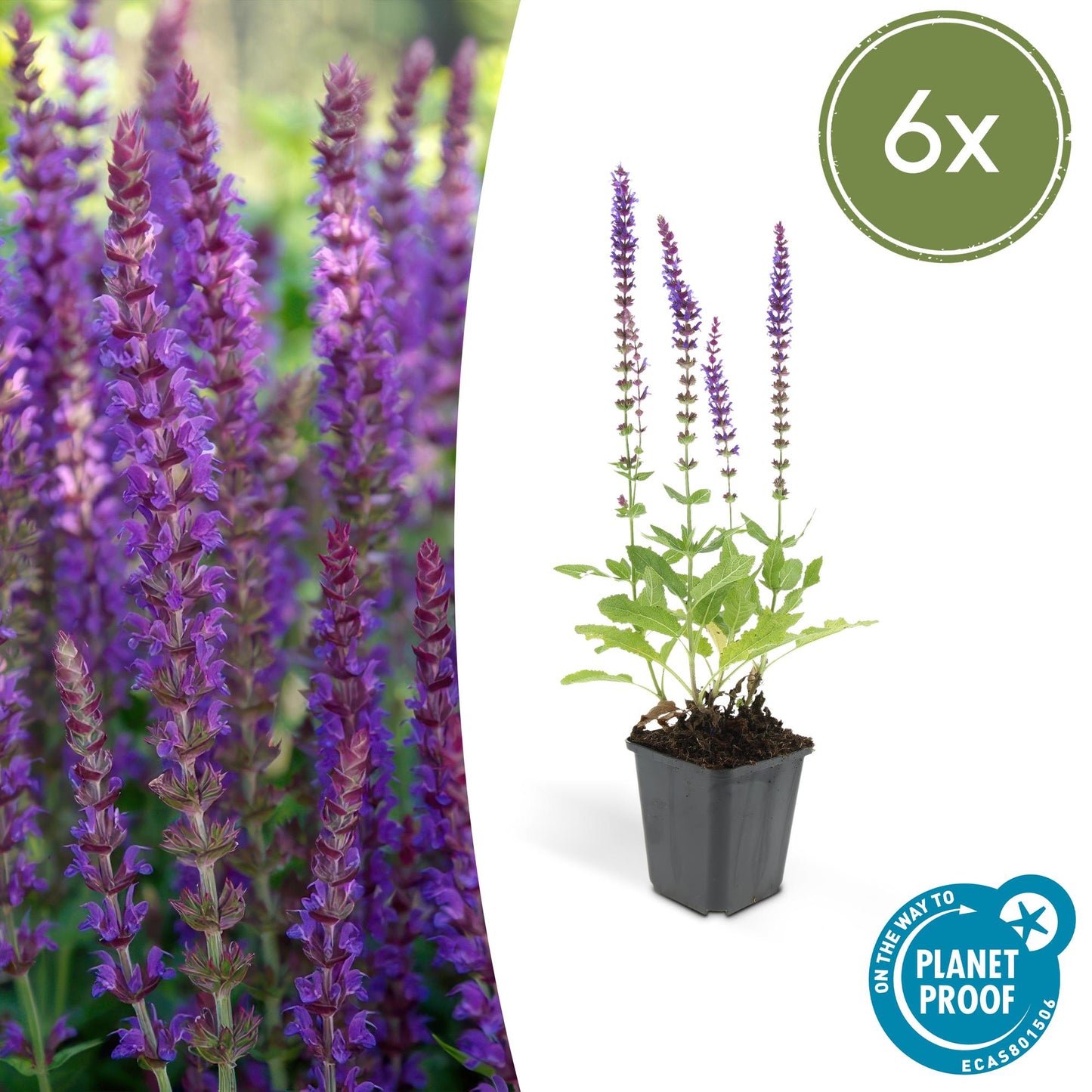🌸 Salvia nemorosa ‘Ostfriesland’ – Salie (6 Stuks)