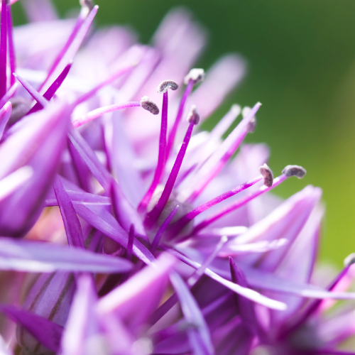 🌿 Allium ‘Globemaster’ – Paarse Sierui (5 Bollen)