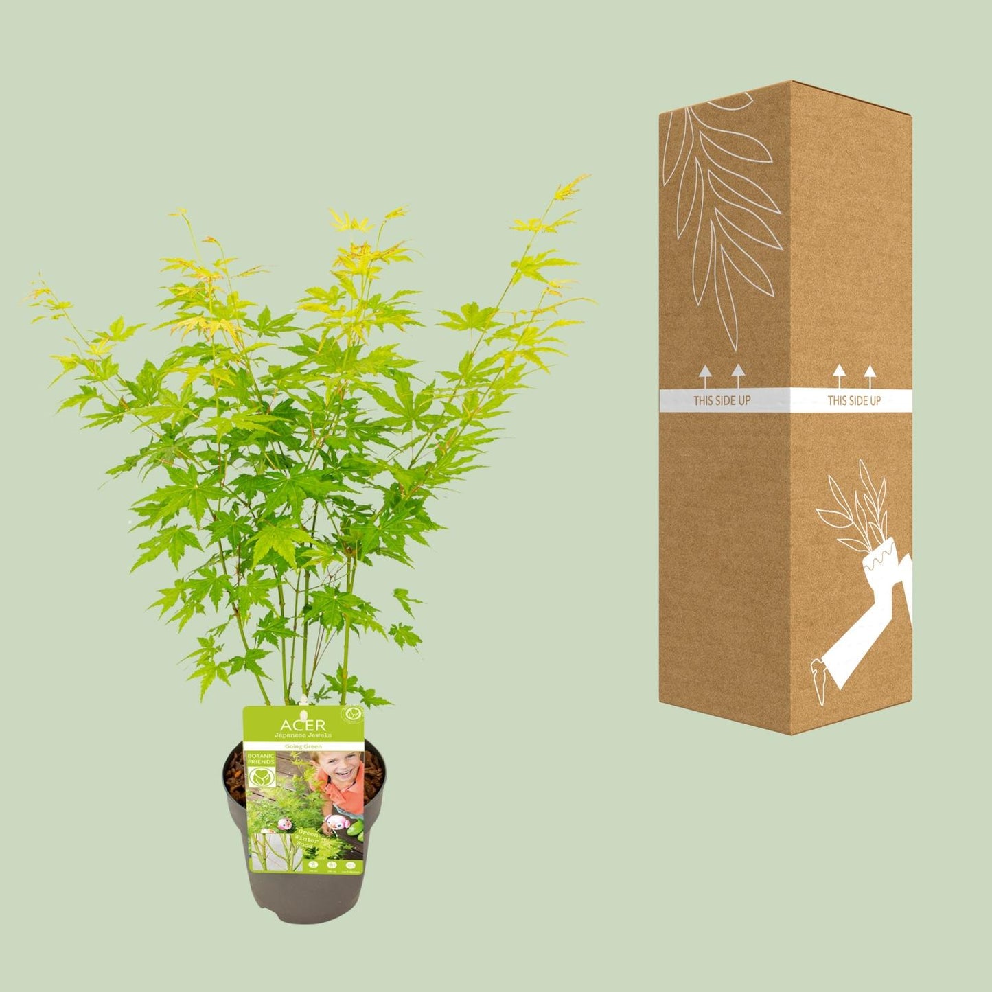 🌳 Acer palmatum ‘Going Green’ – Japanse Esdoorn
