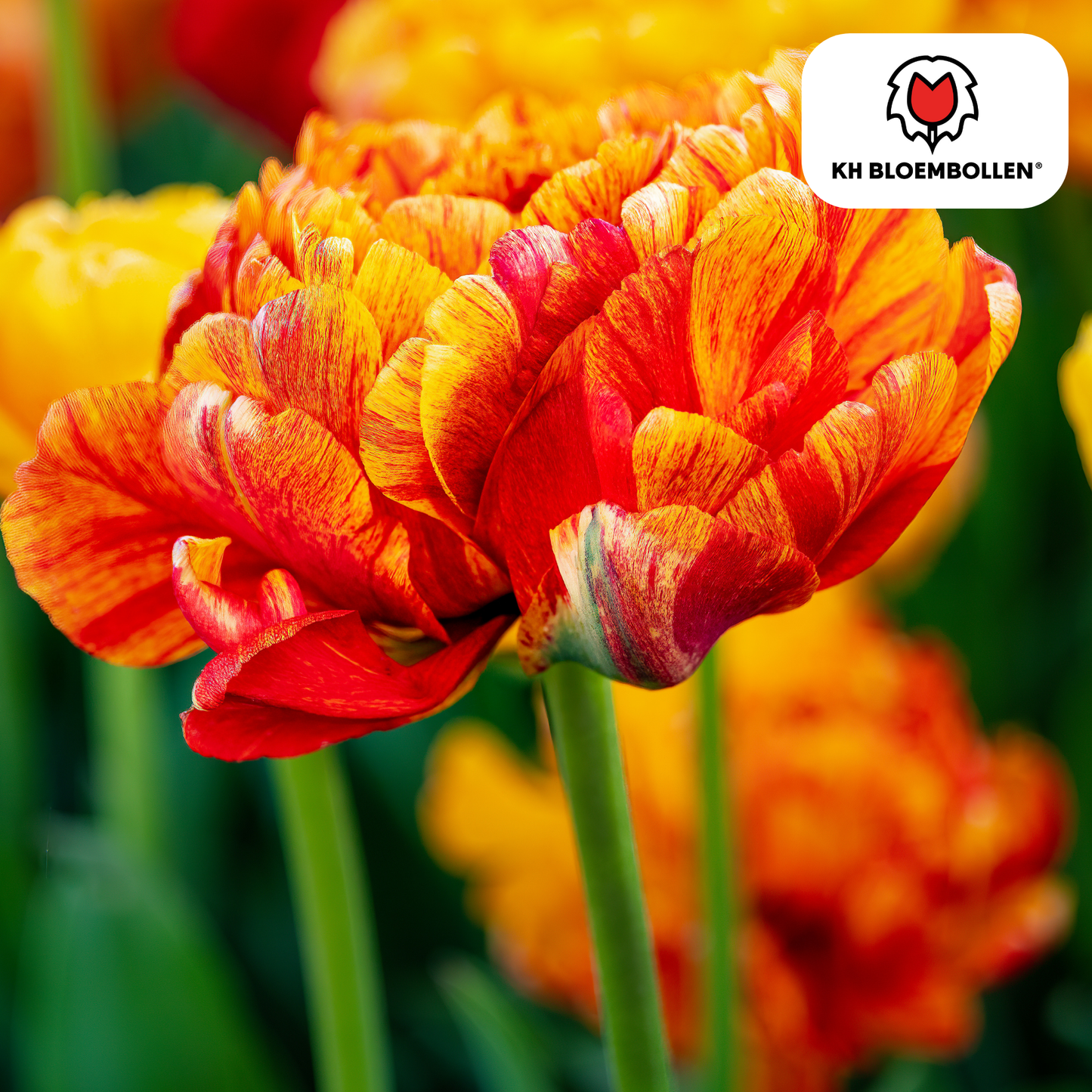🌷 Tulpenbollen ‘Gudoshnik Double’ – Geel, Oranje & Rode Dubbelbloemige Tulp (20 Stuks)