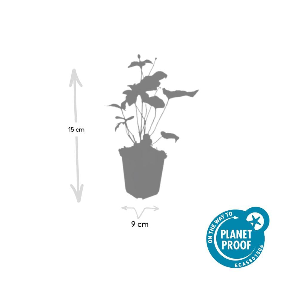 🤍 Anemone hybrida ‘Honorine Jobert’ – Herfstanemoon (6 Stuks)