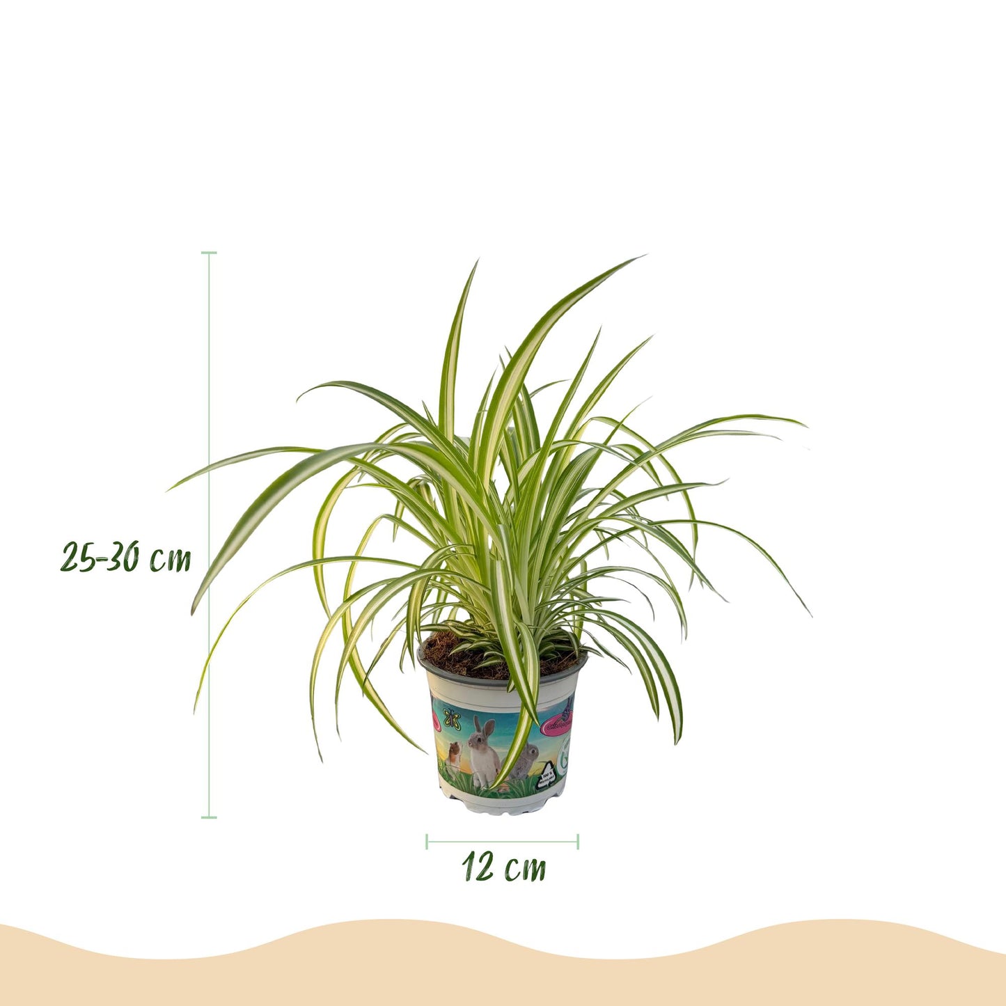🌿 Chlorophytum Variegatum | Diervriendelijke Bonte Graslelie met Witte Pot (2 stuks)