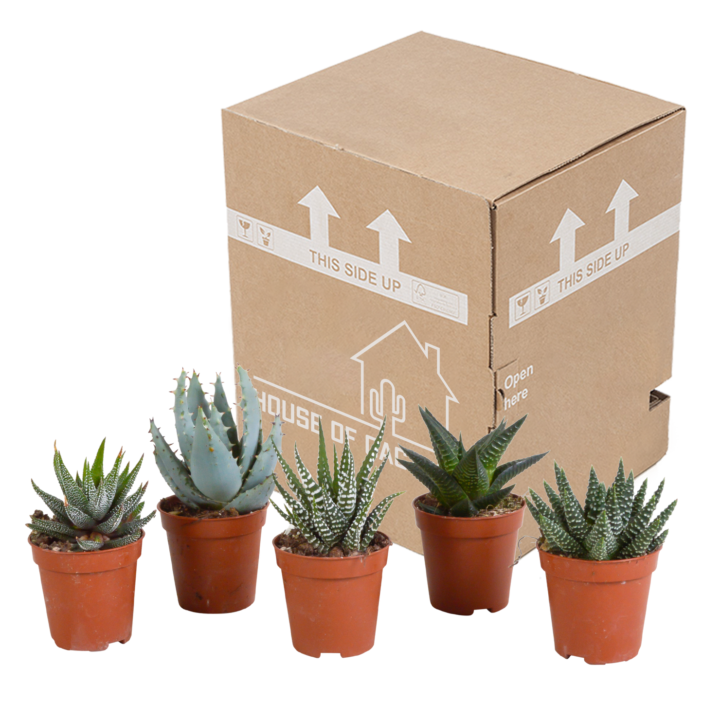 🌵 Gasteria & Haworthia Mix –  Zonder pot (5 stuks)